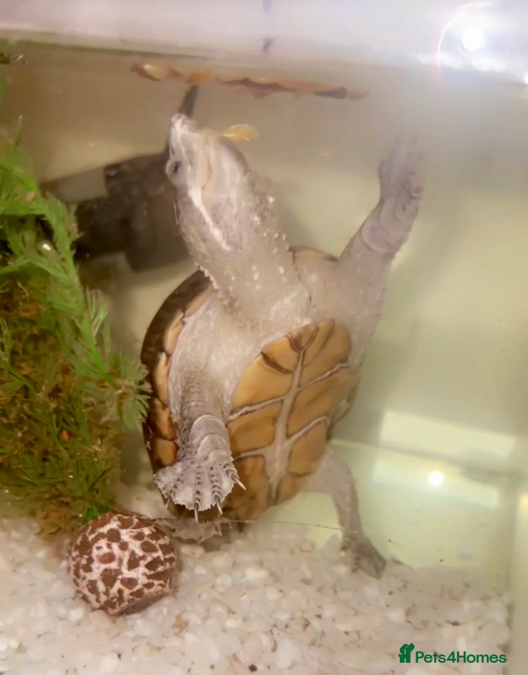 Turtle reptiles for sale: Turtle 🐢  - Advert 1