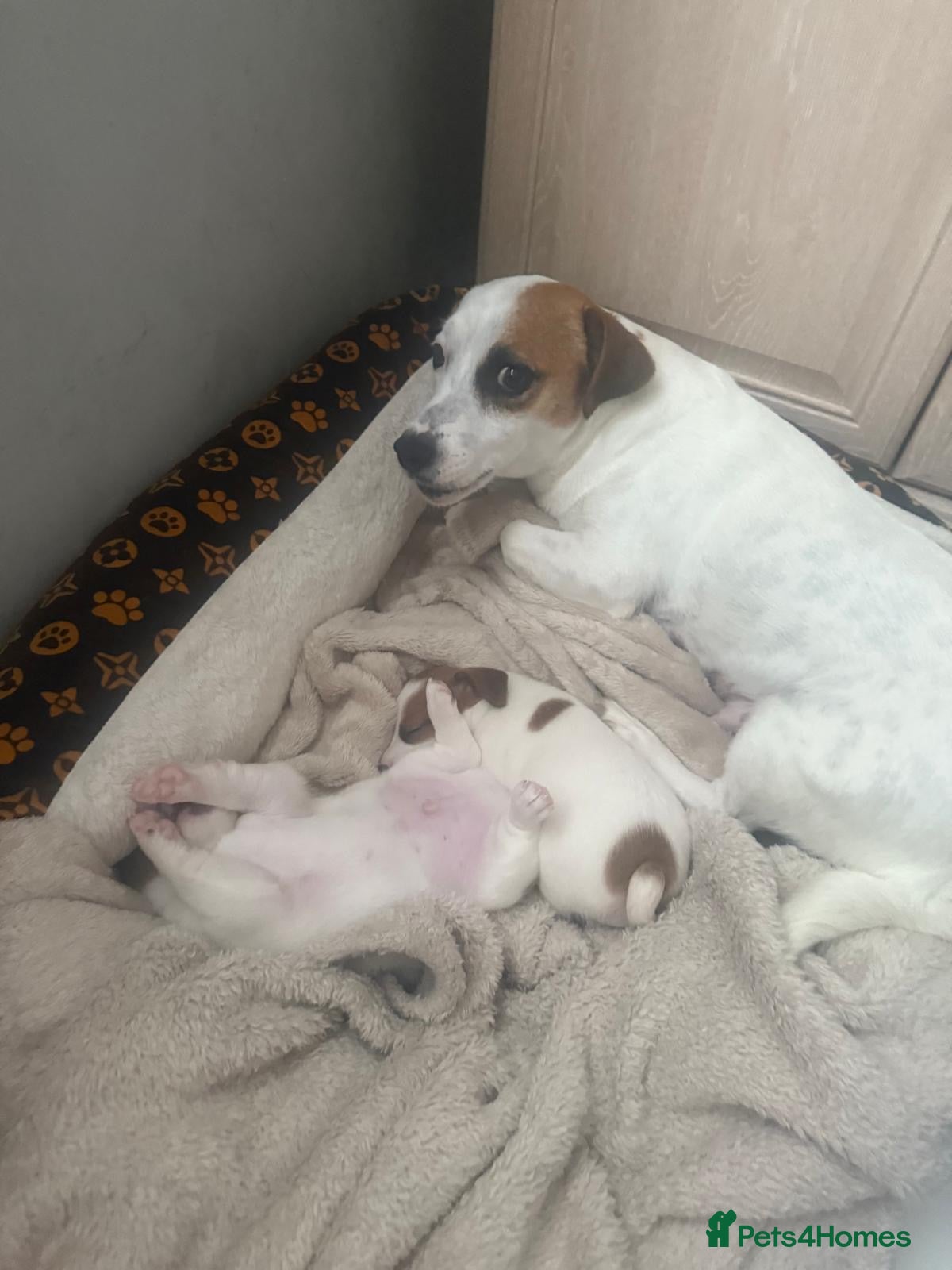 Jack Russell dogs Ingars - Advert 17