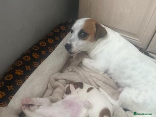 Jack Russell dogs Ingars - Advert 14