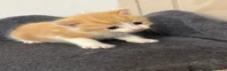 Mixed Breed cats for sale: 4 beautiful kittens ready in 4 weeks  - Advert 18