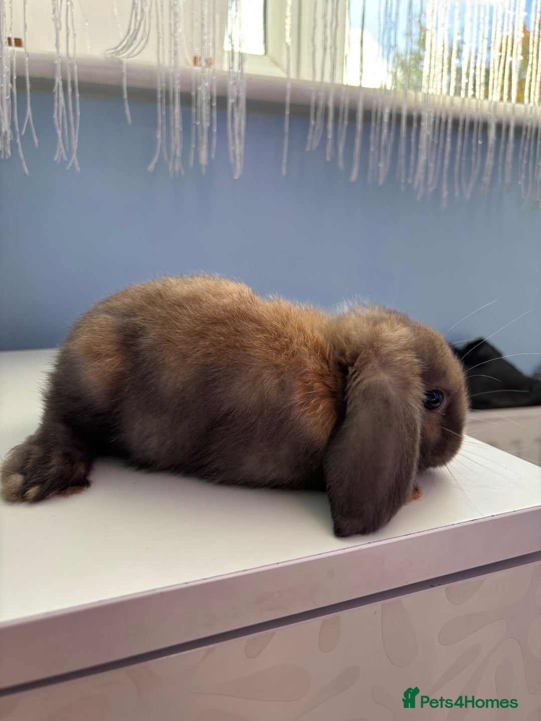 Mini Lop rabbits for sale: 3 pure Mini Lop left  - Image 18