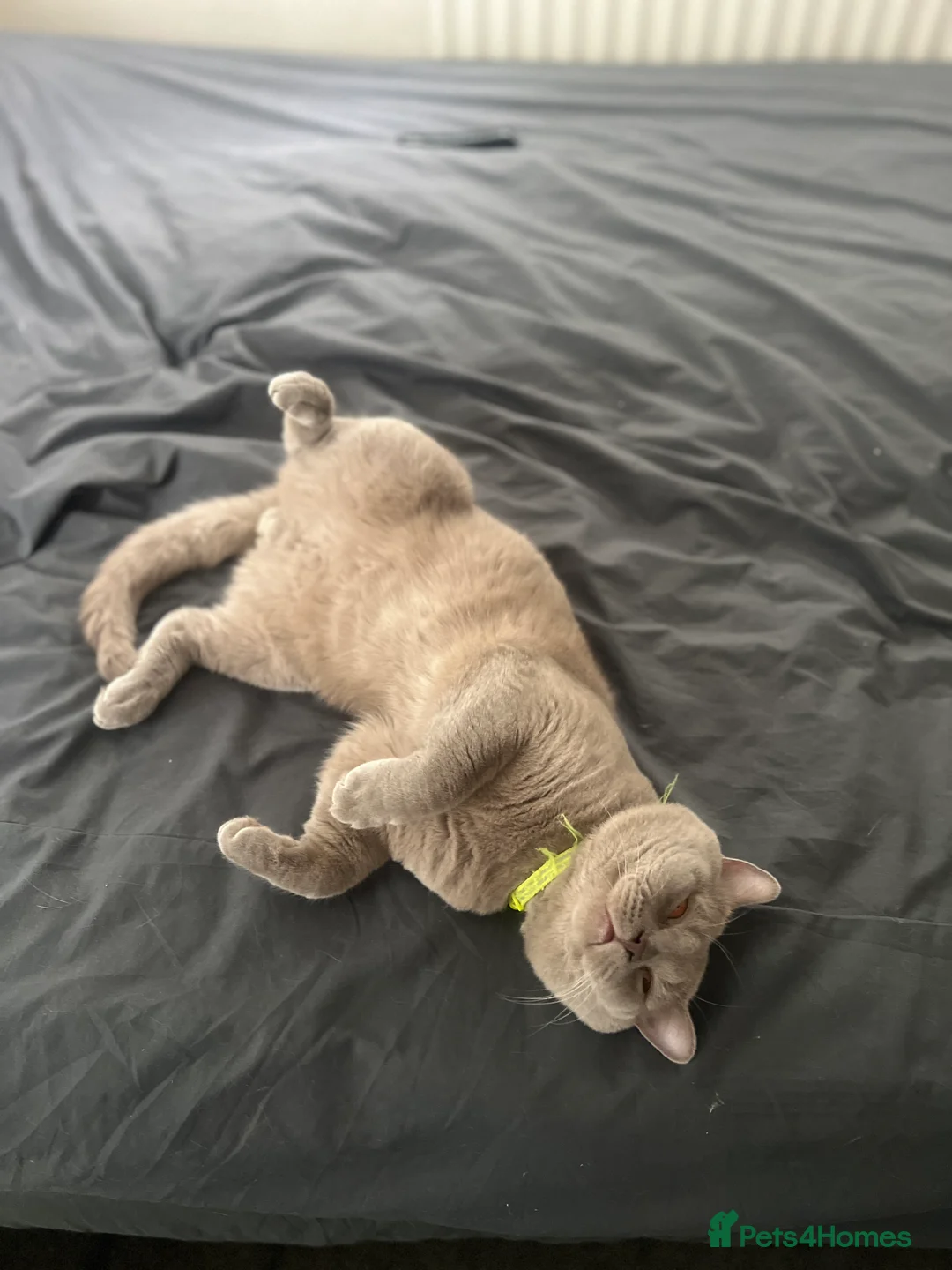 British Shorthair cats for sale: British shorthair kittens lilac and blue - Advert 2