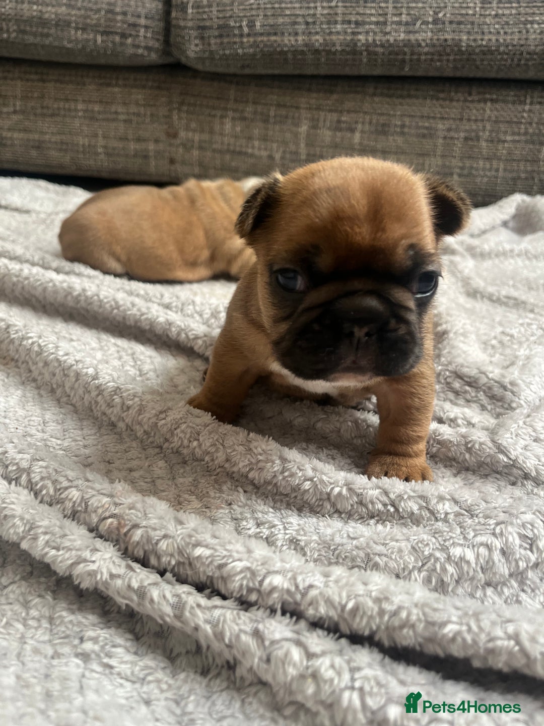 French Bulldog dogs for sale: Fully kc registered French bulldog female 4 weeks  - Image 7