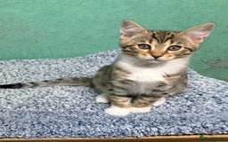 Mixed Breed cats for sale: All went to a good home 💕 thanks - Image 5