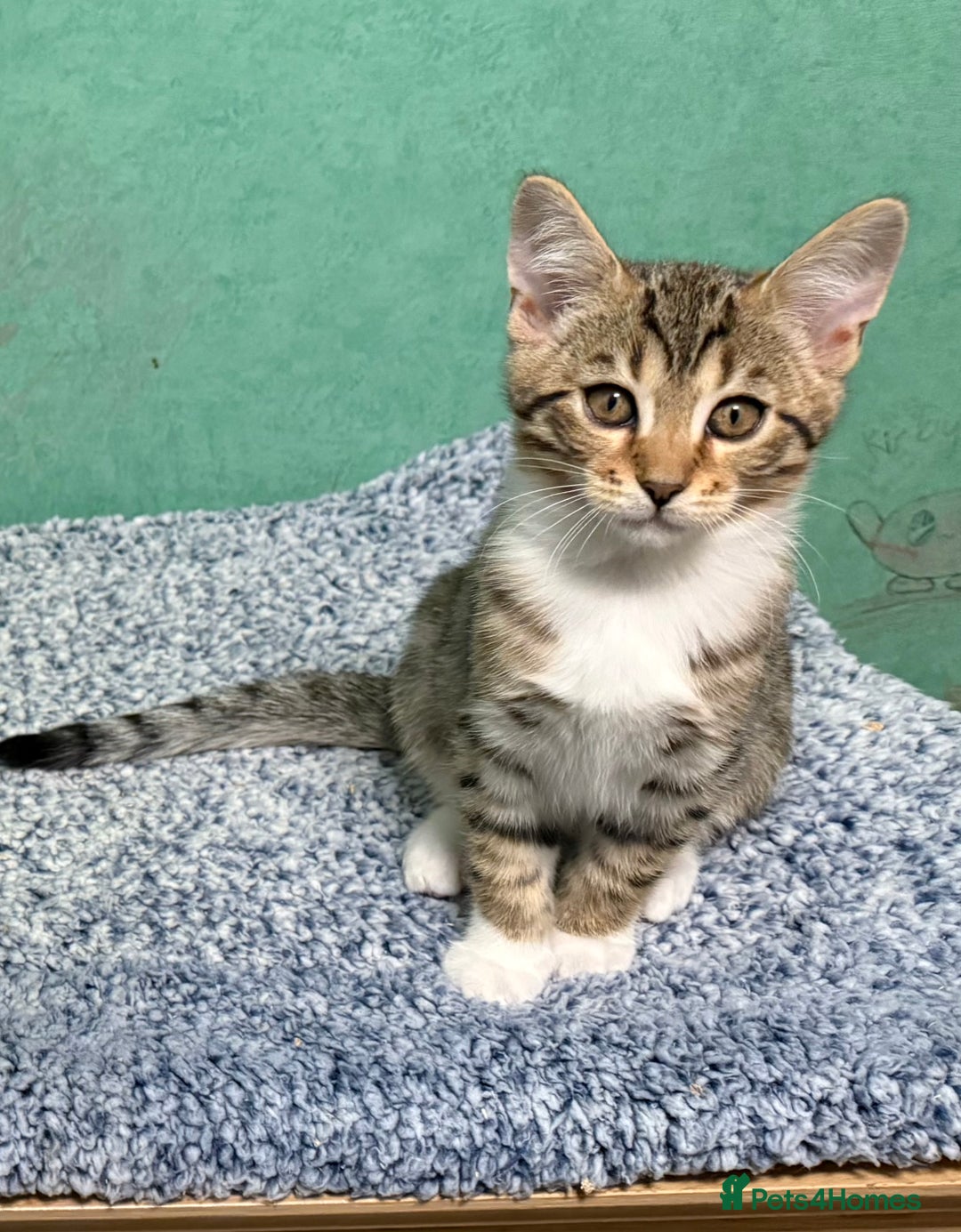 Mixed Breed cats for sale: All went to a good home 💕 thanks - Image 5