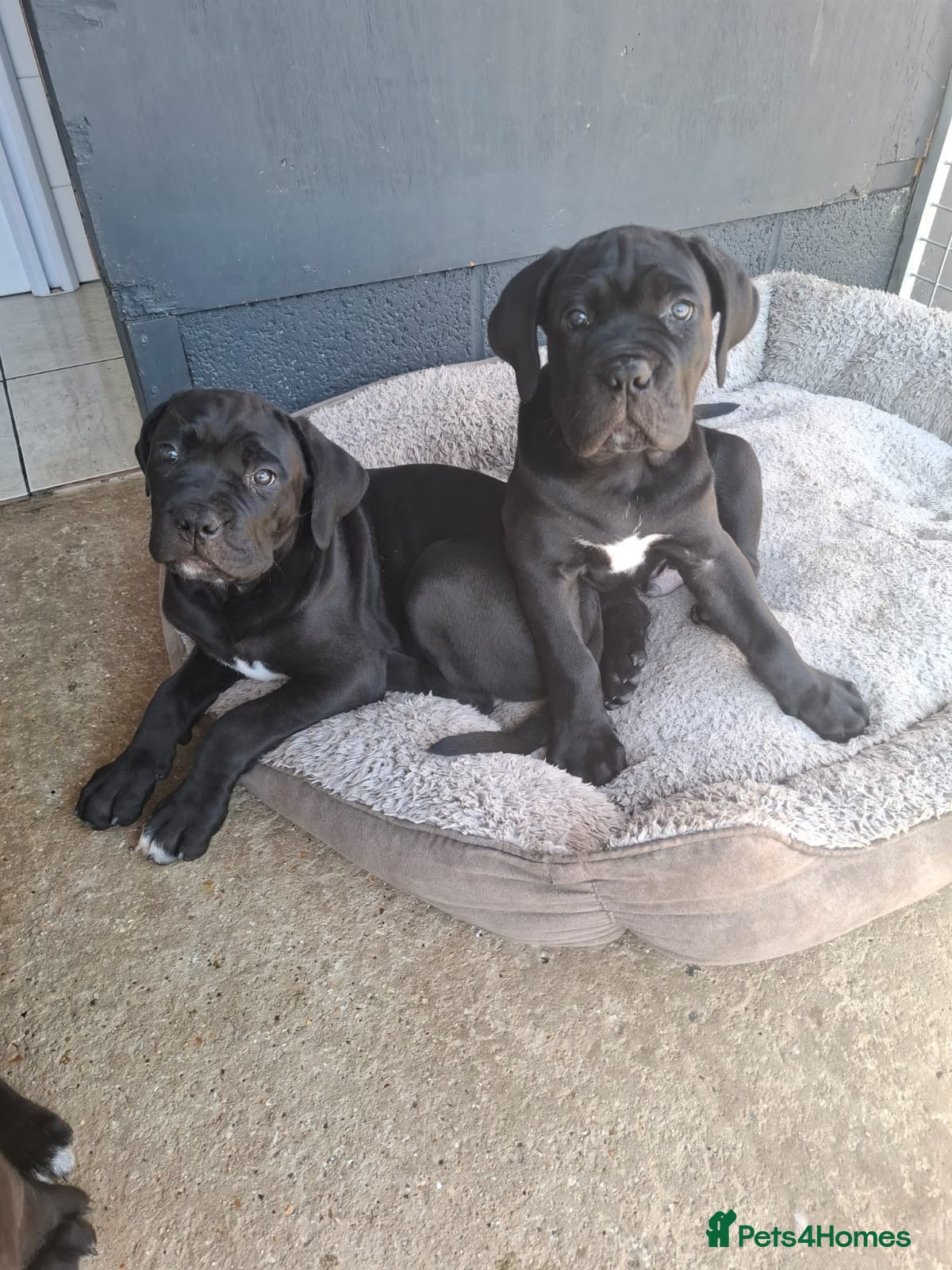 Cane Corso dogs CANE CORSO PUPPIES - Advert 13