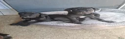 Cane Corso dogs for sale: CANE CORSO PUPPIES - Advert 15