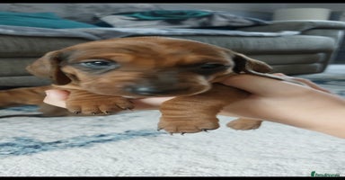 Dachshund dogs Standard Dachshund puppies  - Advert 3