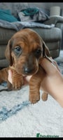 Dachshund dogs Standard Dachshund puppies - Advert 5