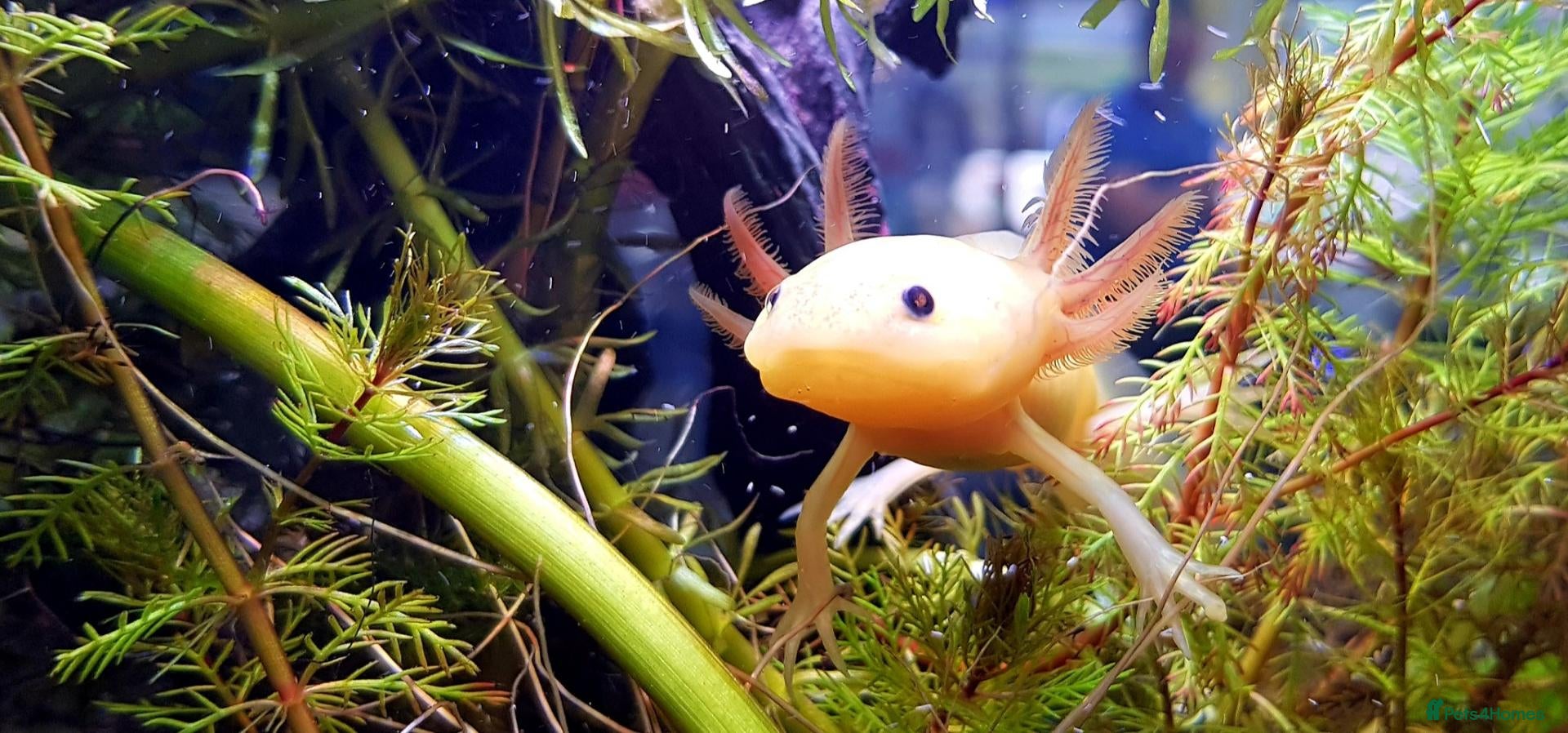 Other/Mixed Breed fish for sale: Axolotls - Advert 1