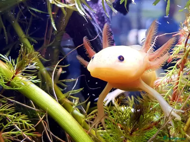 Other/Mixed Breed fish for sale: Axolotls - Advert 1