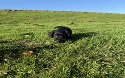 Cocker Spaniel dogs for sale: Kc reg working cocker spaniel pups - Image 1