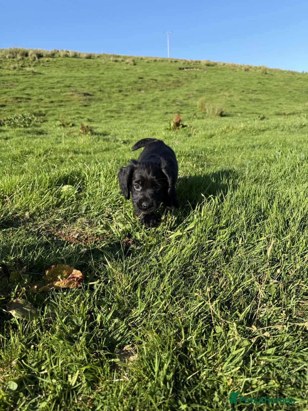 Cocker Spaniel dogs for sale: Kc reg working cocker spaniel pups - Image 1