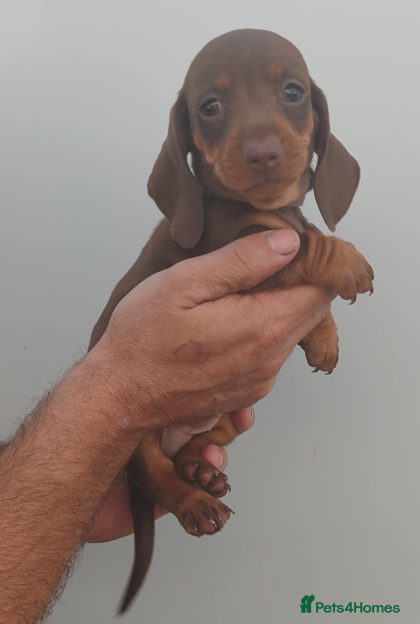 Dachshund dogs Pra Clear Minature Daushaund Puppies  - Advert 1