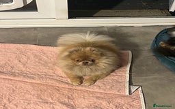 Pomeranian dogs for sale: Teddybear cuddly Retired spayed 1-2 years old  - Image 19