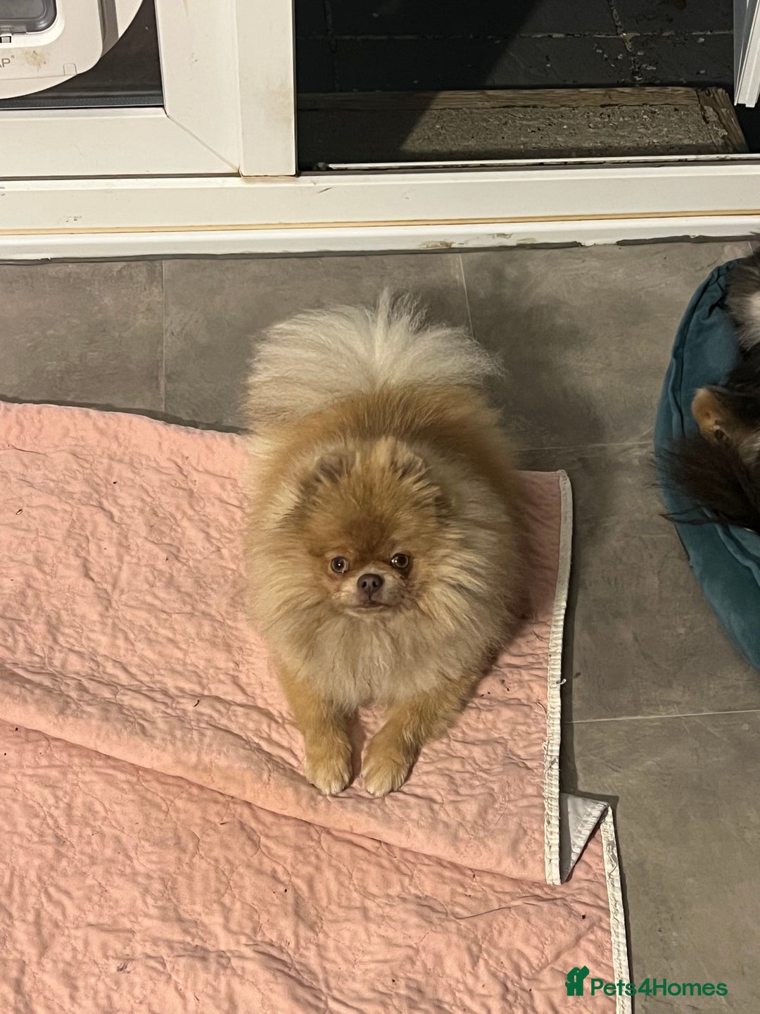 Pomeranian dogs for sale: Teddybear cuddly Retired spayed 1-2 years old  - Image 19