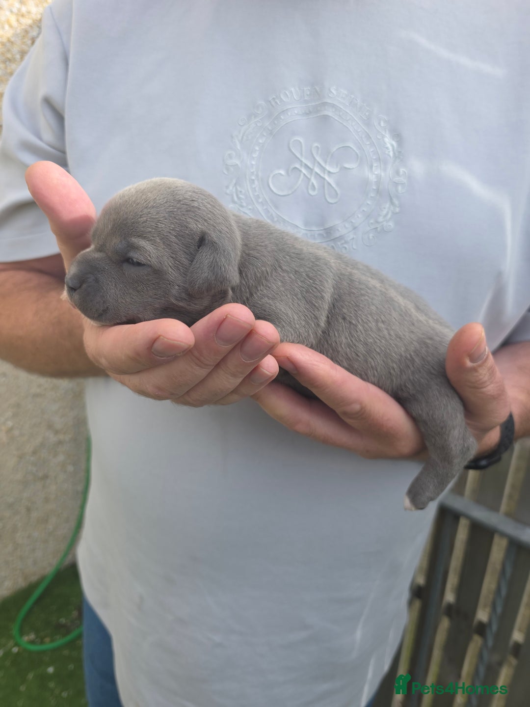 Staffordshire Bull Terrier dogs for sale: Stunning KC Staffs Very Unique colours - Image 17