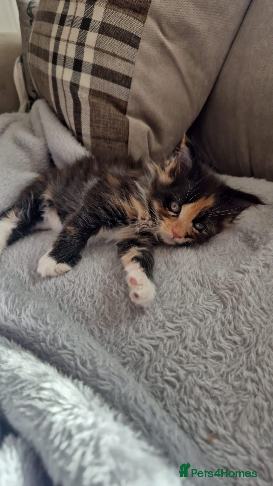 Maine Coon cats 2 stunning Maine Coon boy n girl for sale 🥰 - Advert 9