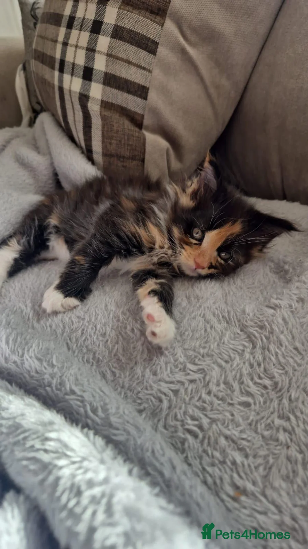 Maine Coon cats for sale: 2 stunning Maine Coon boy n girl for sale 🥰 - Advert 1
