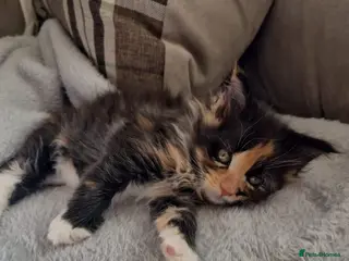 Maine Coon cats 2 stunning Maine Coon boy n girl for sale 🥰 - Advert 9