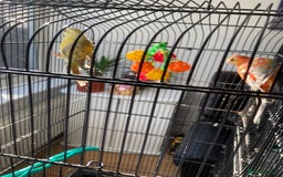 Parakeets birds for sale: Red rump pair - Image 3