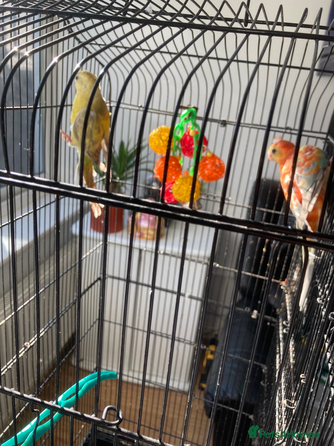 Parakeets birds for sale: Red rump pair - Image 3