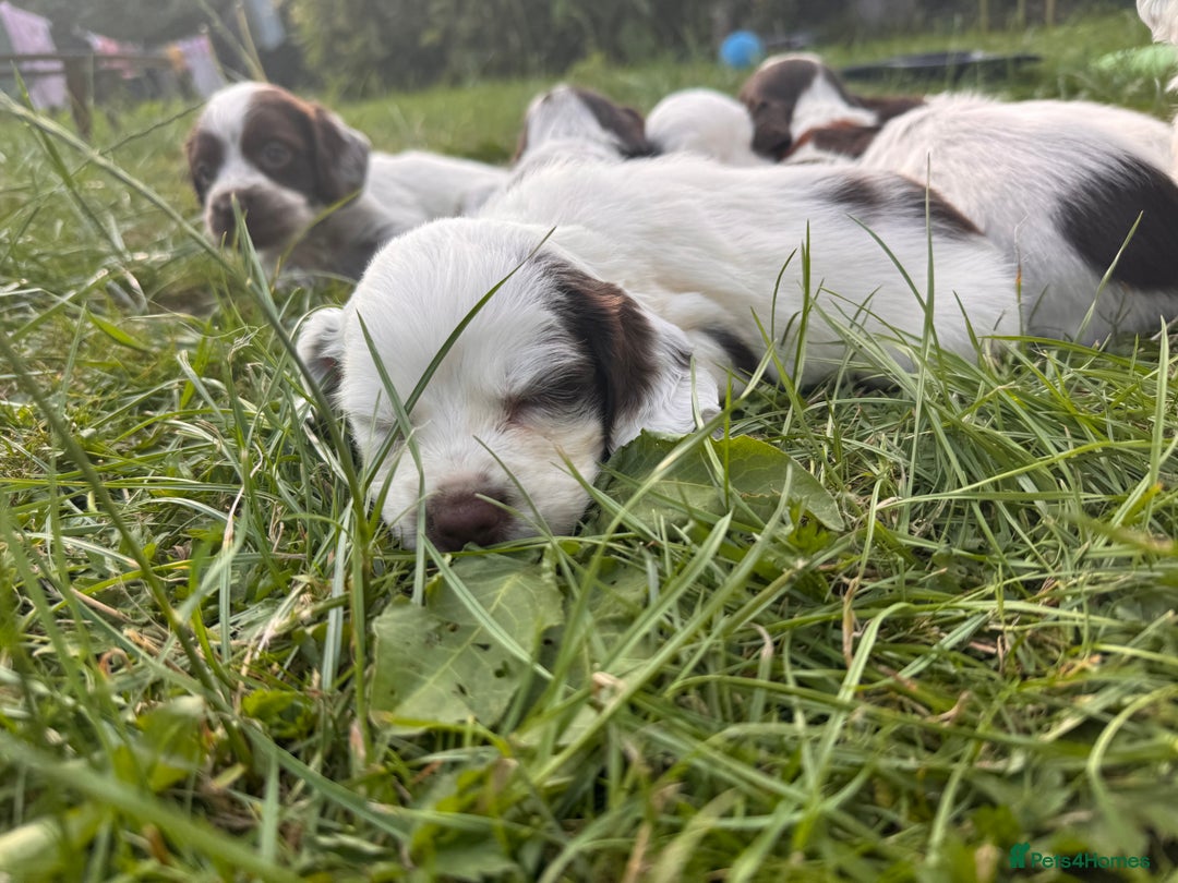 Cocker Spaniel dogs for sale: Gamekeeper bred cockers  - Image 6