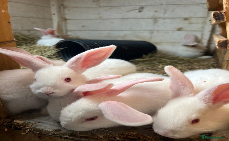 New Zealand rabbits - Advert 1