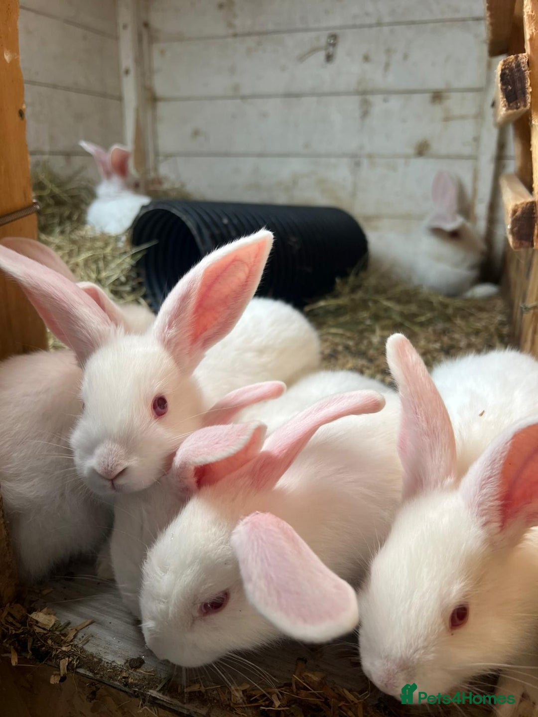 New Zealand rabbits for sale: Pure white New Zealand  - Image 1