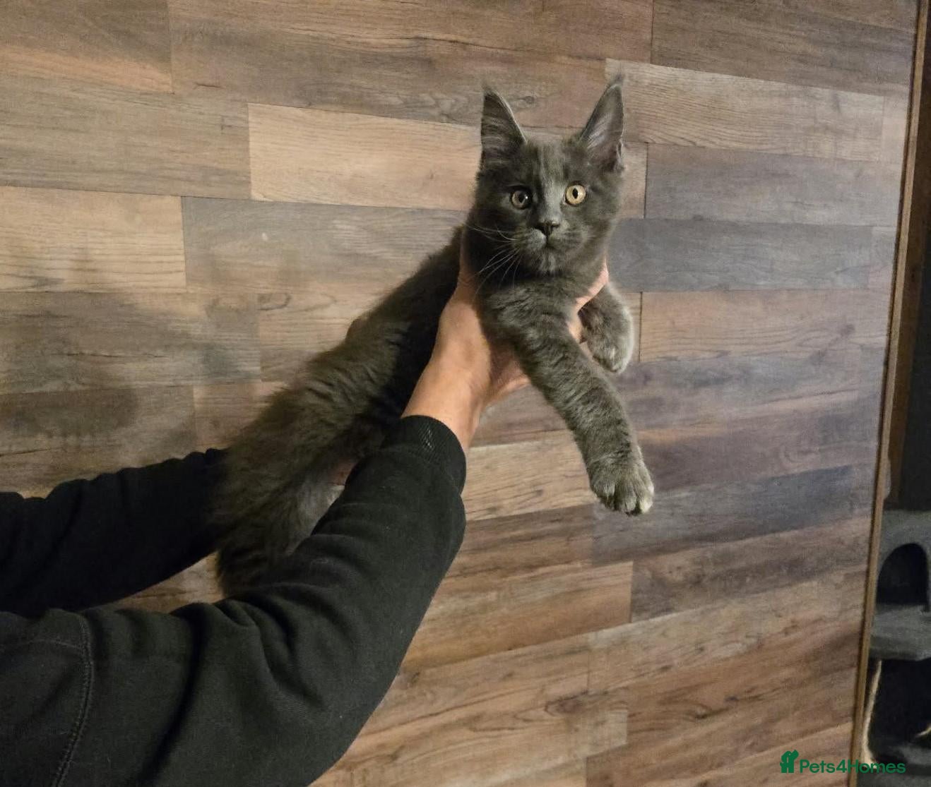 Maine Coon cats 3 Males available 1 Blue 1 Cream 1 Cream smoke  - Advert 2