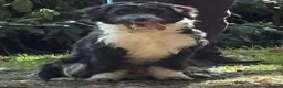 Mixed Breed dogs for sale: Ted the collie poo - Advert 1