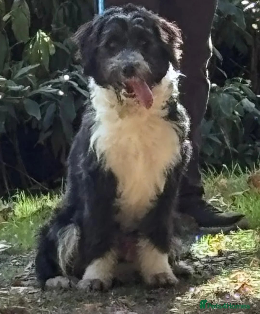 Mixed Breed dogs for sale: Ted the collie poo - Advert 1