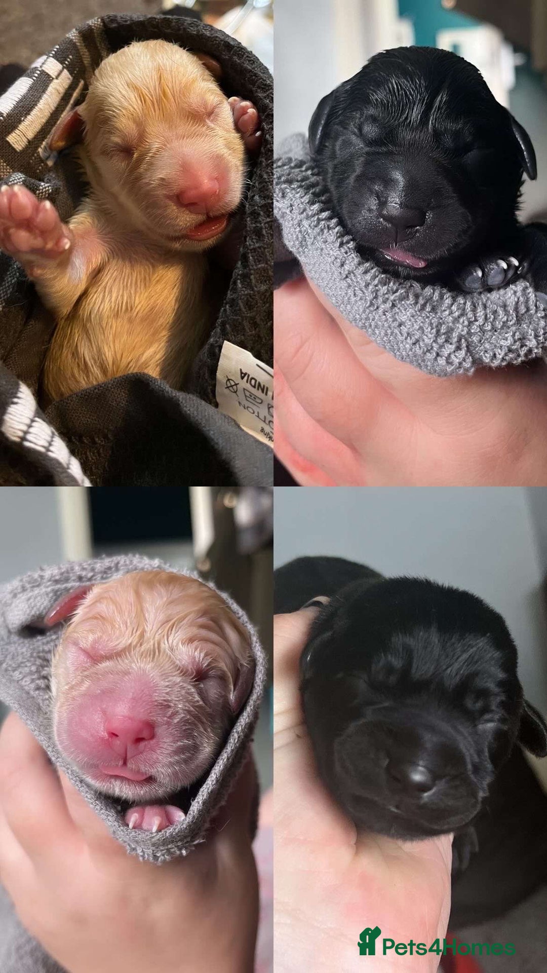 Labrador Retriever dogs for sale: 10 Beautiful Labradors ready to be reserved - Image 3