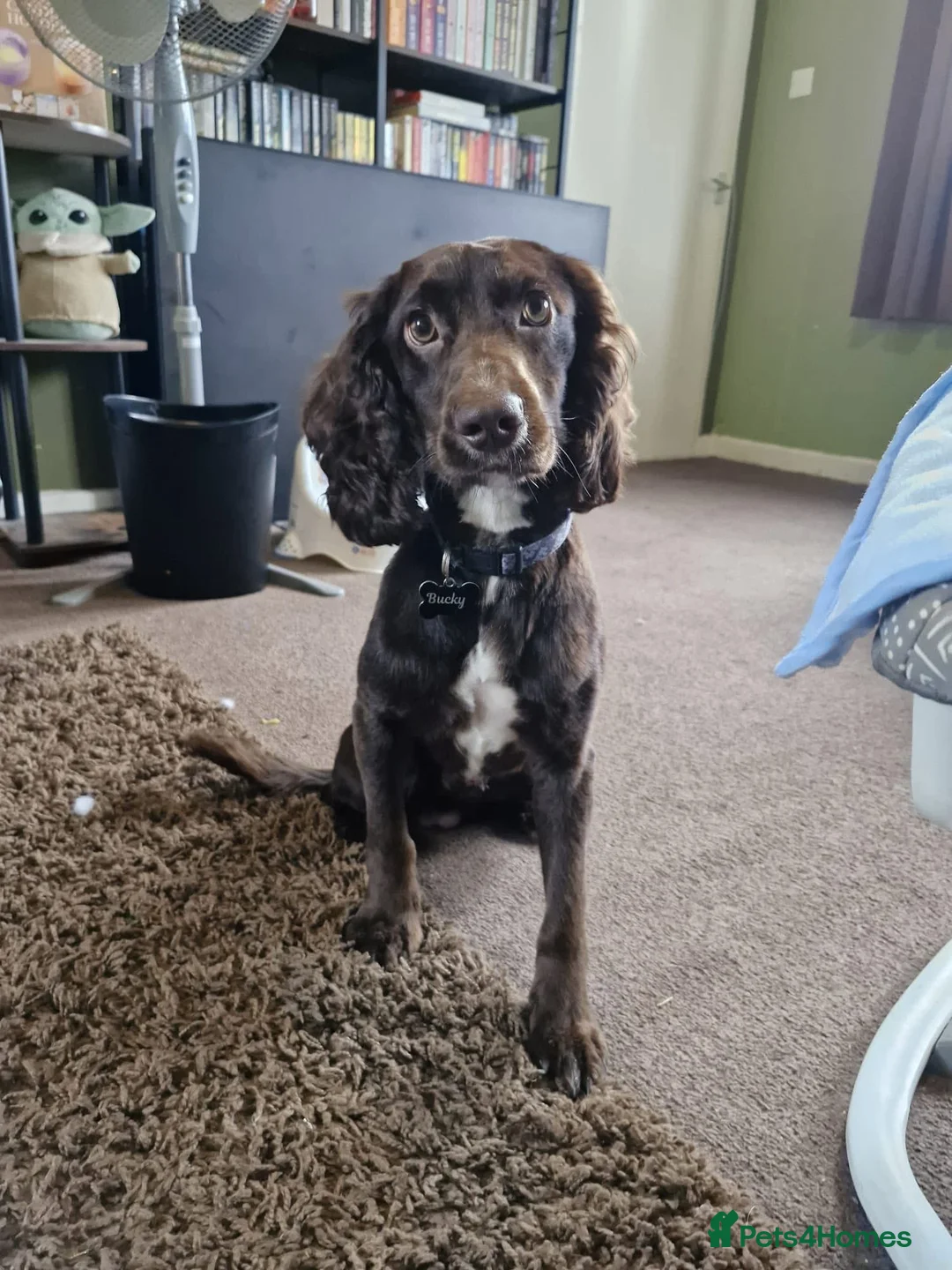 Cocker Spaniel dogs for sale: Male Cocker spaniel 18 month old - Advert 2