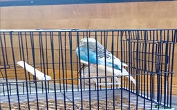 Budgerigars birds for sale: Budgies  - Image 12