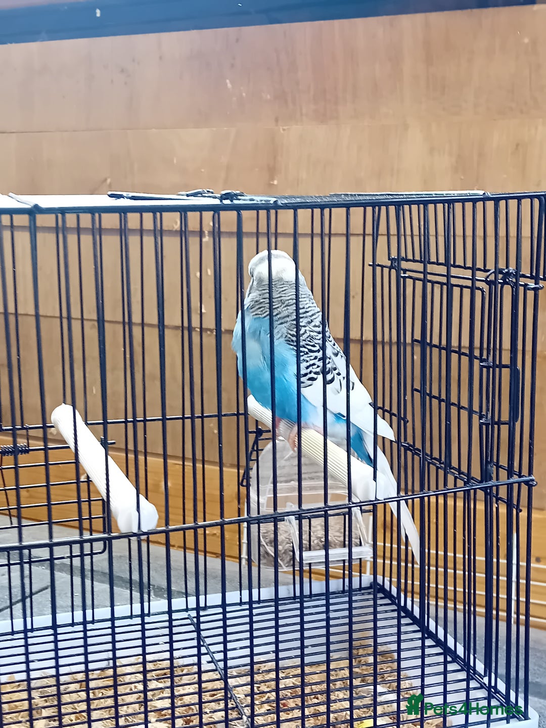 Budgerigars birds for sale: Budgies  - Image 12