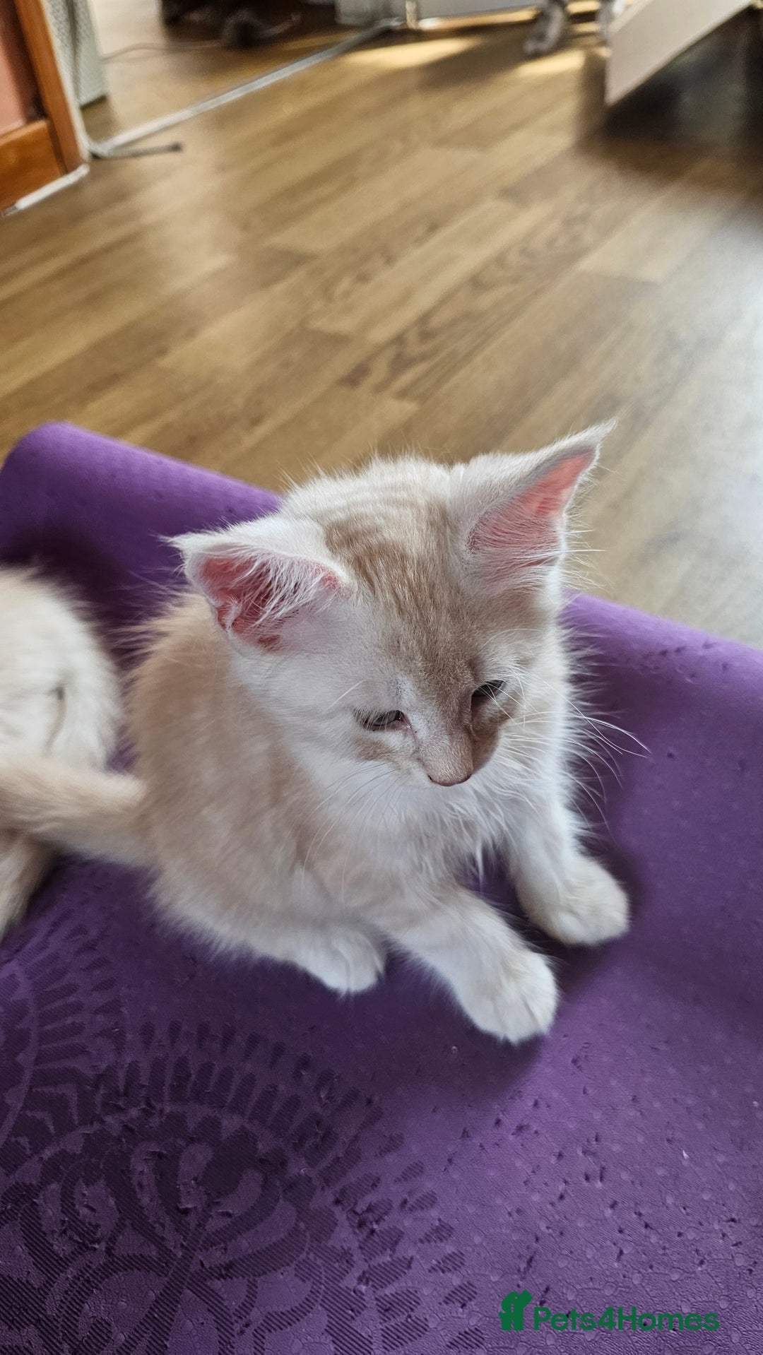 Maine Coon cats for sale: LARGE BREED Maine Coon cross  - Image 11