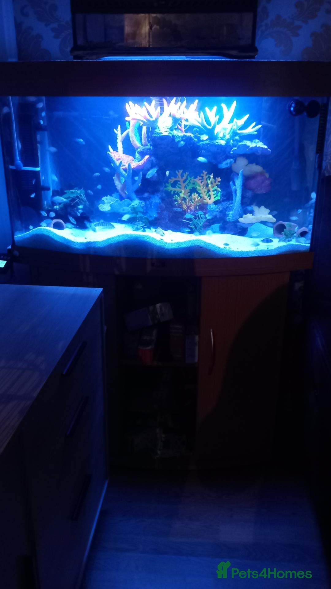 Cichlids fish Mixed cichlids  - Advert 1
