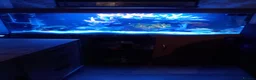 Cichlids fish for sale: Mixed cichlids  - Advert 1