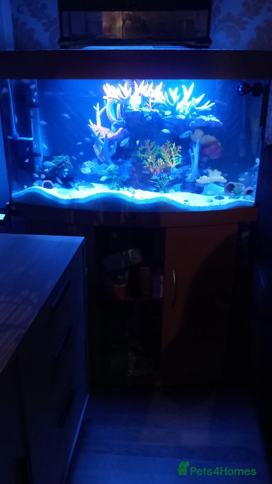 Cichlids fish for sale: Mixed cichlids  - Advert 1