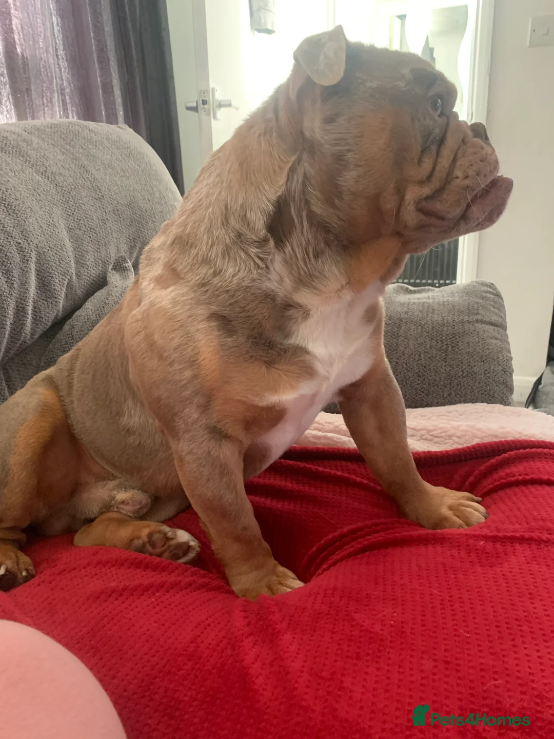 English Bulldog dogs for sale: Beautiful boy  - Advert 1
