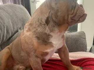 English Bulldog dogs Beautiful boy - Advert 5