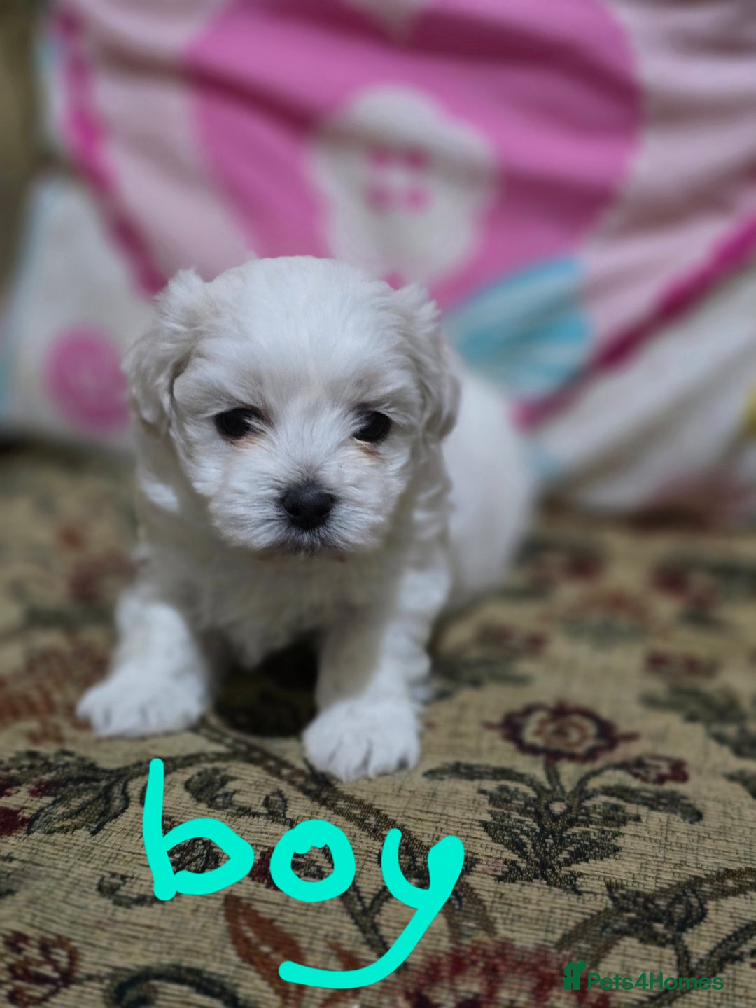 Maltese dogs for sale: Puppies for sale  - Advert 1