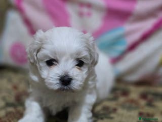 Maltese dogs Puppies for sale - Advert 3