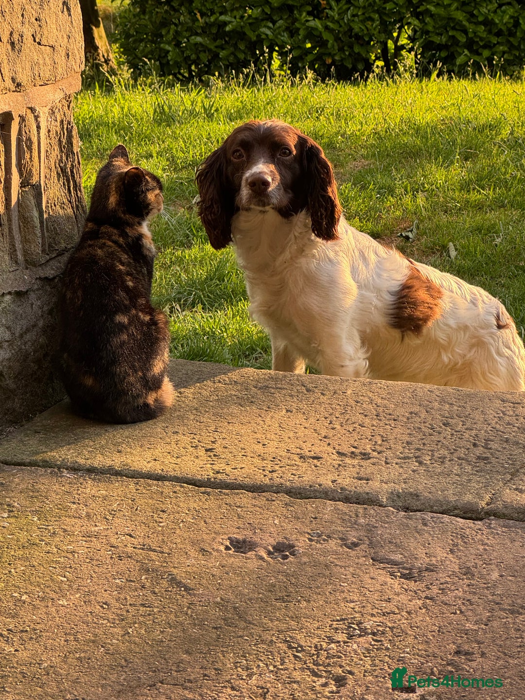 English Springer Spaniel dogs for sale: Beautifully marked, kc registered, legally docked. - Advert 6