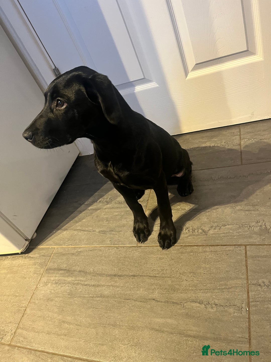 Labrador Retriever dogs for sale: Minnie - Advert 3