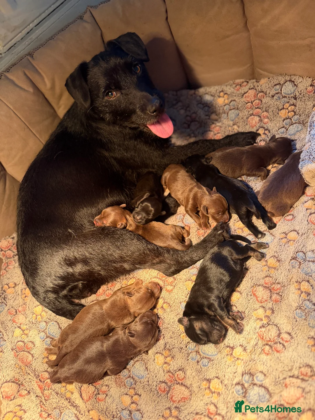 Patterdale Terrier dogs for sale: Chocolate Patterdales ready  **  weekend 🤎🐣  - Advert 3