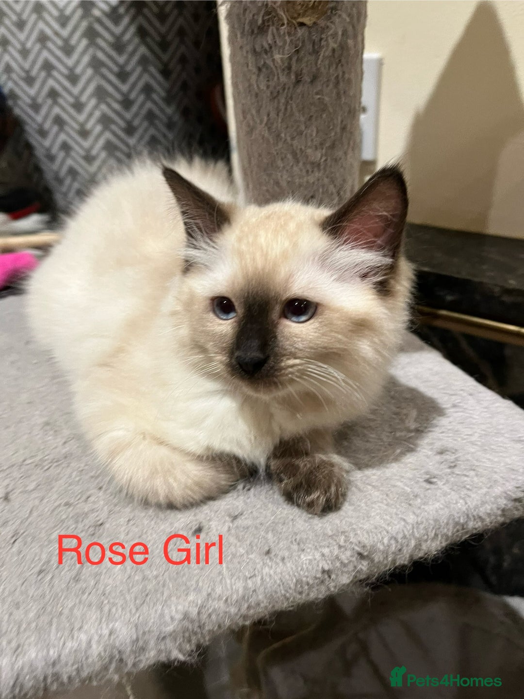 Ragdoll cats for sale: ❗️Charming Pure Ragdoll Kittens waiting love ❤️❗️ - Advert 25
