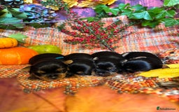 Yorkshire Terrier dogs for sale: 🐾 KC Reg Pedigree Yorkshire Terrier Puppies - Image 5