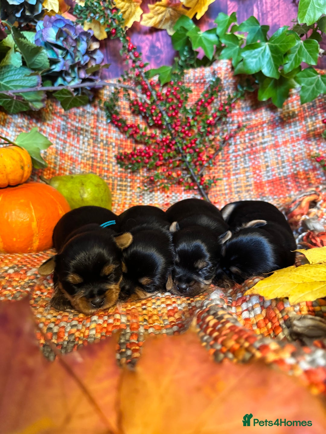 Yorkshire Terrier dogs for sale: 🐾 KC Reg Pedigree Yorkshire Terrier Puppies - Image 5